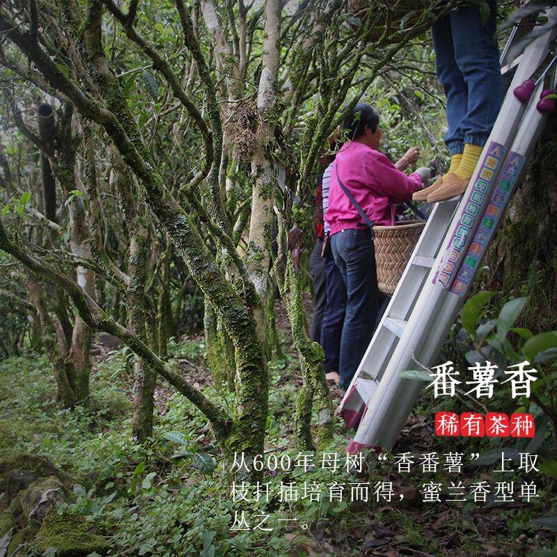 正宗稀有滋味浓厚甘醇 薯香蜜韵明显 回甘持久 耐冲泡