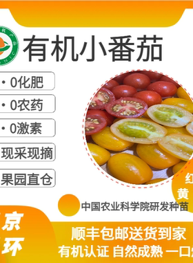 有机认证|云南高原有机小番茄黄色甜度值超高红色一口爆浆可混发