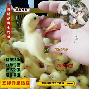 宠物鸭福建正宗大种白正番鸭苗红脸鸭西洋鸭顺丰包邮疫苗齐全