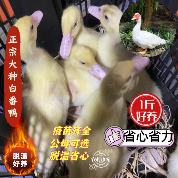包邮宠物鸭1斤多福建正宗大种白番鸭西洋豚鸭脱温好养不怕冷,宠物/宠物食品及用品,宠物鸭,淘宝优惠券,粉丝福利购,淘宝优惠卷