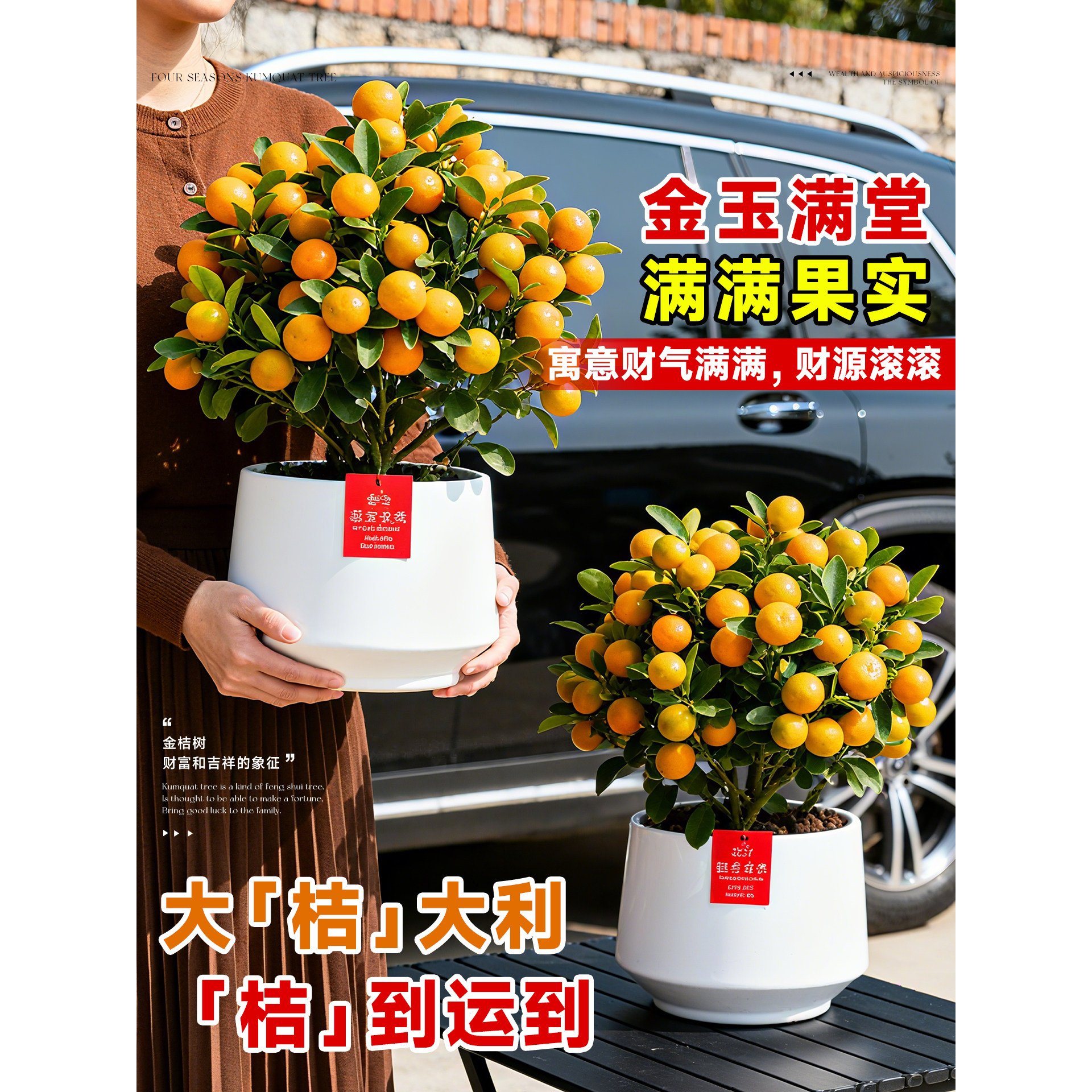 金桔树树盆栽带果年橘可食用