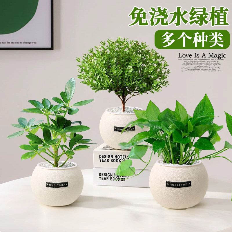 绿植小盆栽多品种免浇水吸水盆