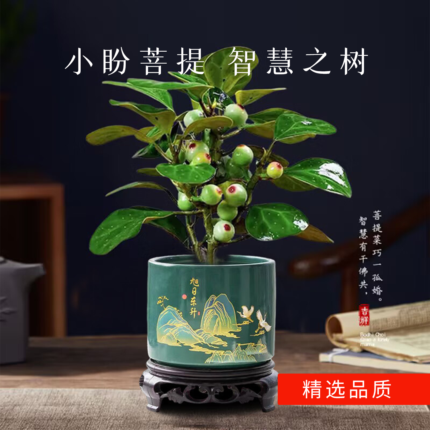 小盼菩提树盆栽四季带果好养易活