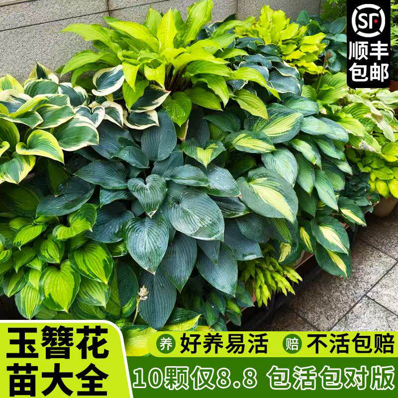 玉簪花苗多年生宿根耐荫热