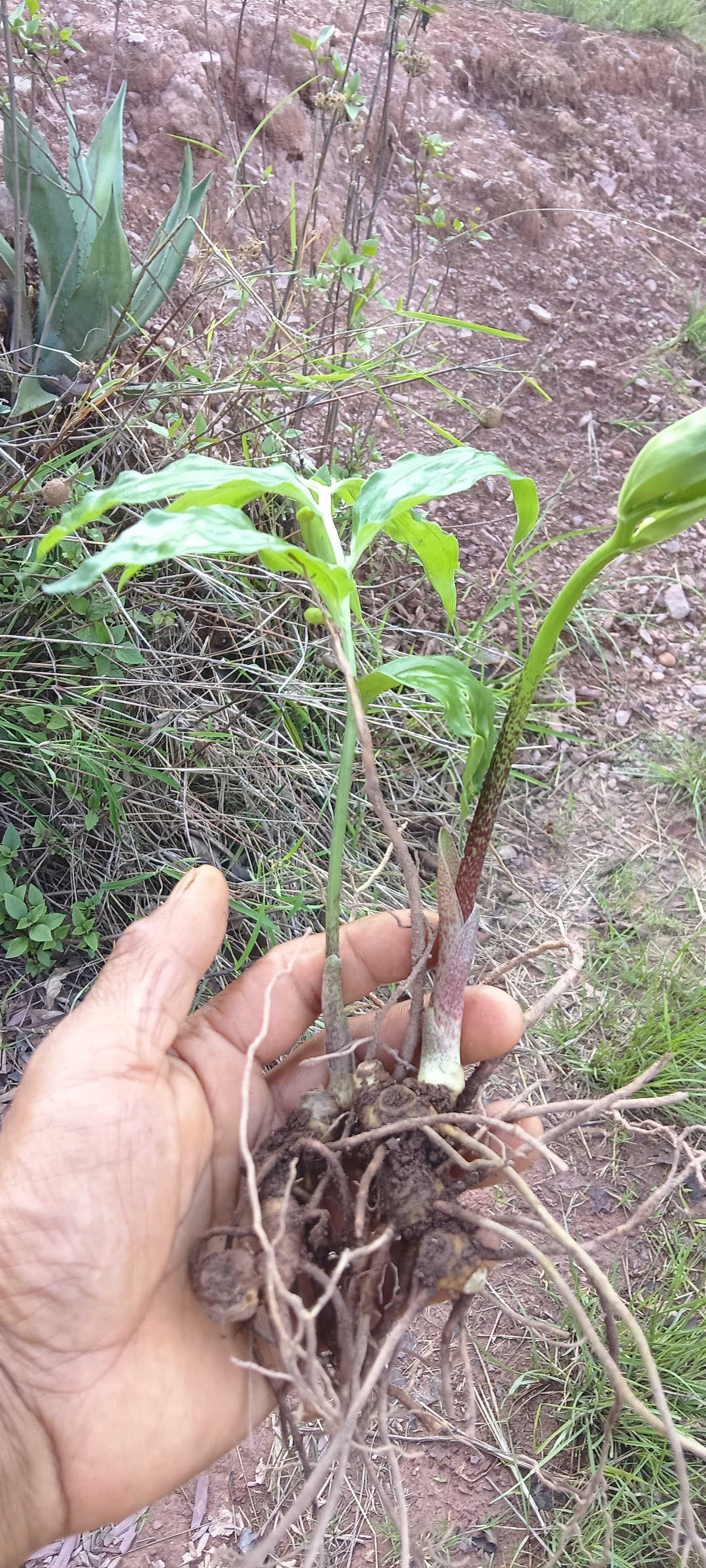 云南深山密林竹根七竹节参竹根七血参甜七竹节 三七野三七竹人参