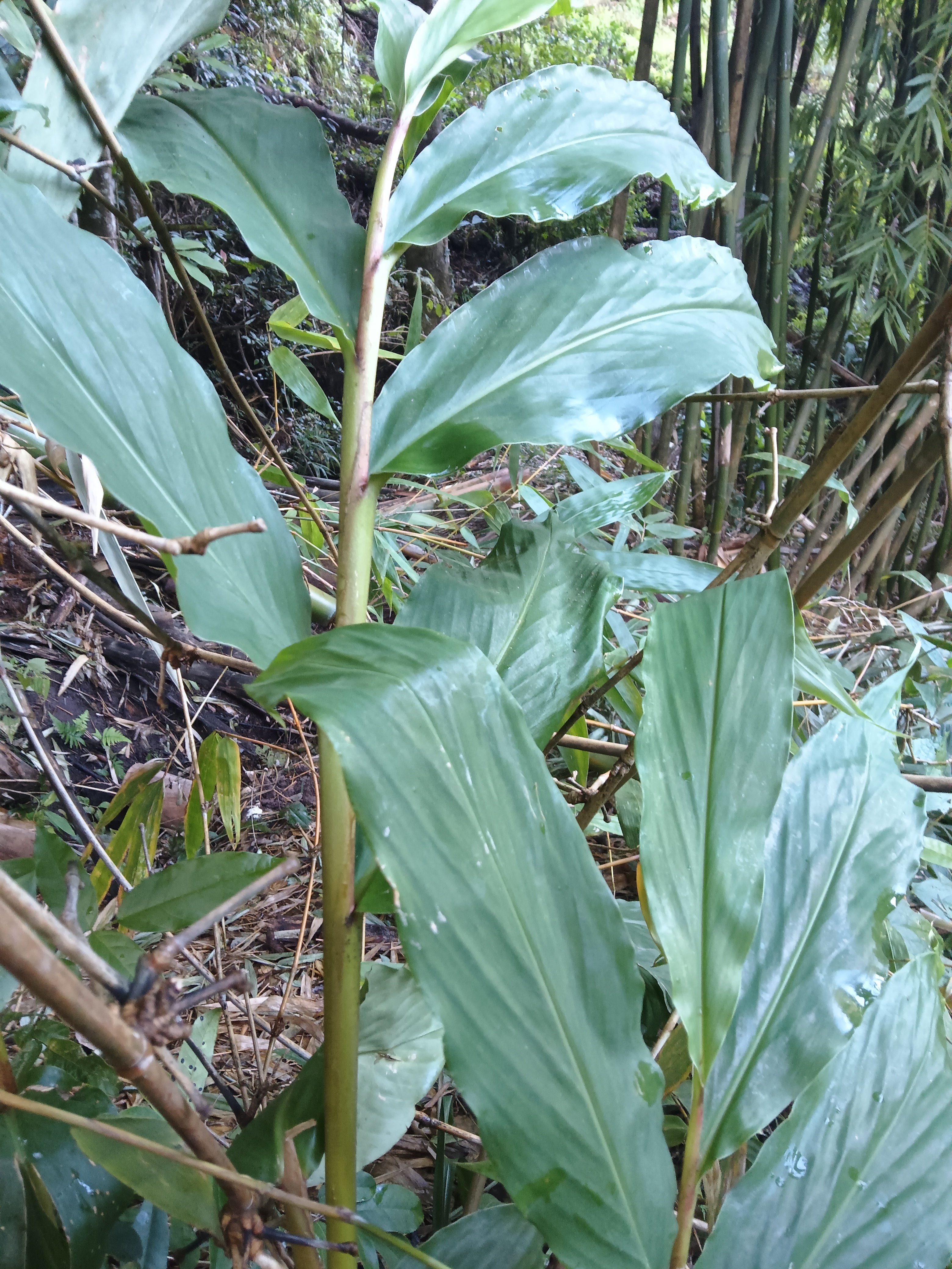 云南深山密林药用山姜野姜深山老姜现挖现发5年老姜
