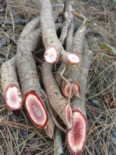 云南深山老林正宗大叶千斤拔红天根千斤红