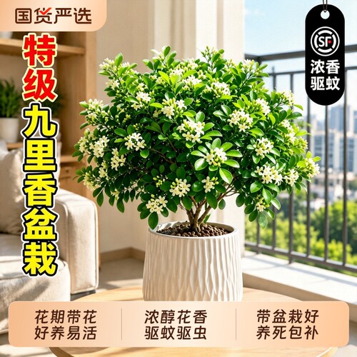 特级九里香大苗带花苞开花浓香驱蚊驱虫好养活养死包赔送肥料盆栽