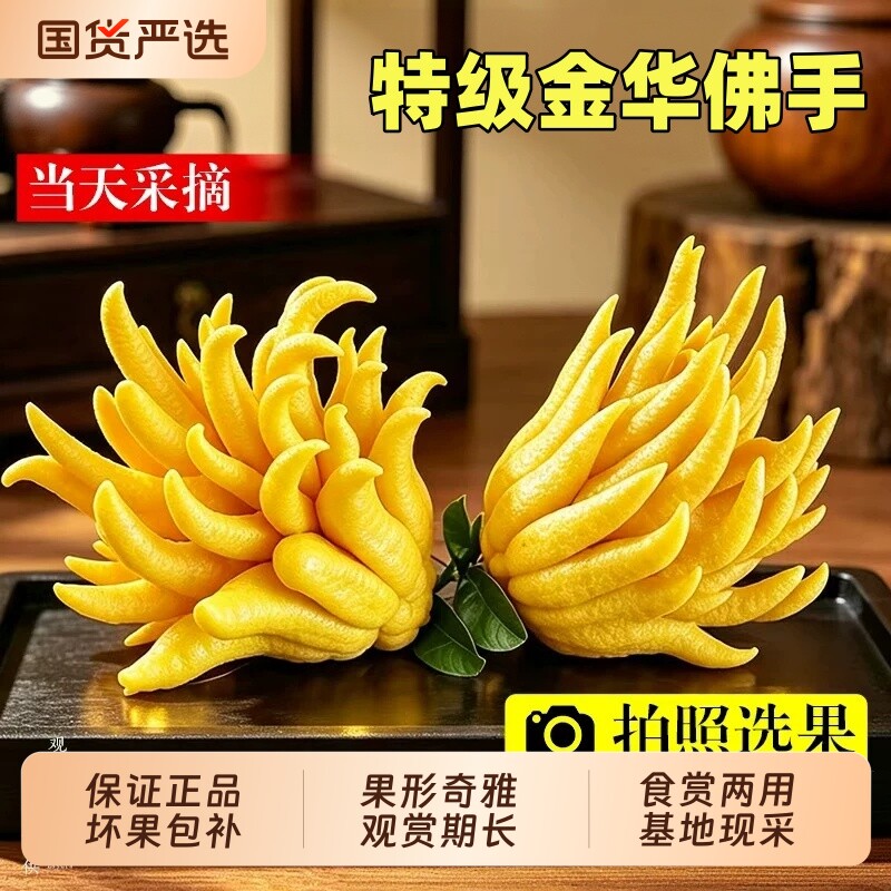 金华佛手柑鲜果桌面摆件水培室内新鲜植物佛手果天然香薰闻香观赏