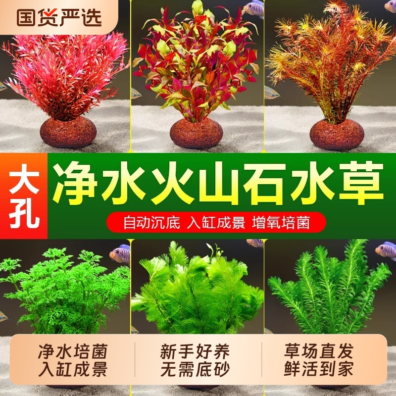 鱼缸火山石水草植物真草造景图片