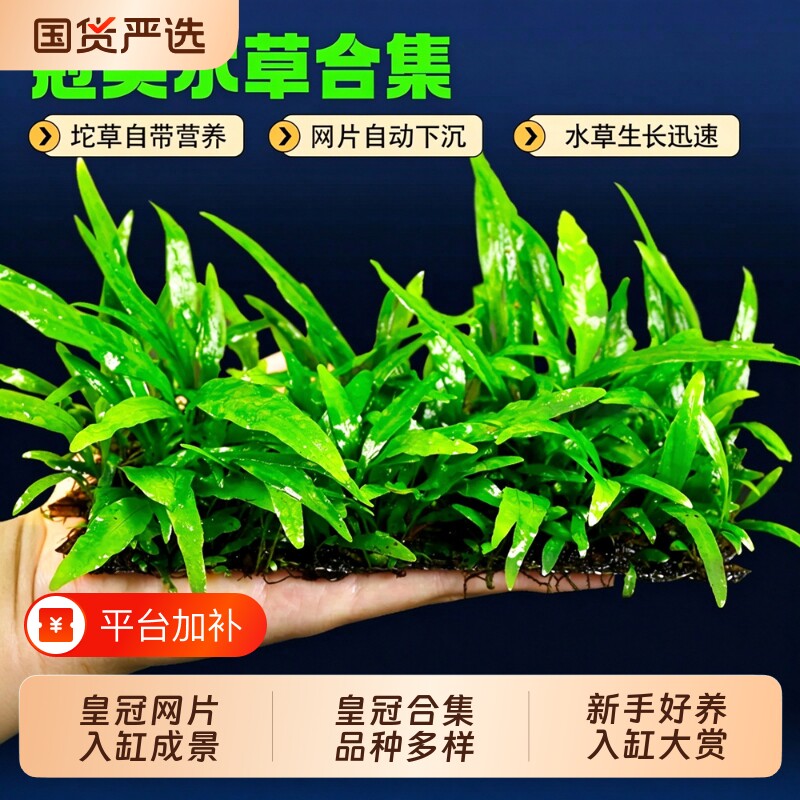 细叶铁皇冠水草植物鱼缸沉木造景新手好养阴性淡水大叶九冠绿植