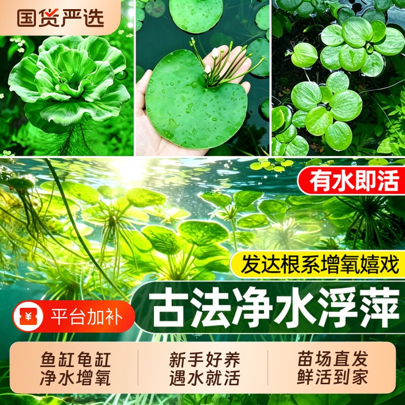 鱼缸浮萍水芙蓉圆心萍水草植物净水阴性龟缸躲避水培水葫芦造景