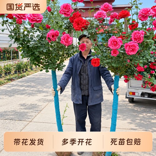 树桩月季特大花棒棒糖高杆浓香型多色庭院花园室外种耐寒三季开花
