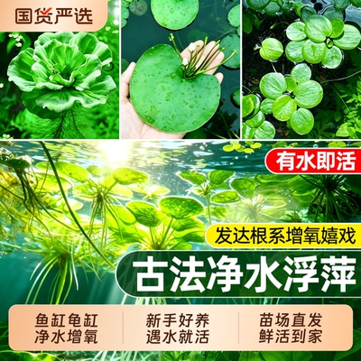 鱼缸净水浮萍水葫芦漂浮造景