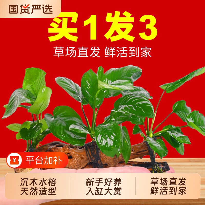 水榕沉木水草植物鱼缸造景装饰摆件淡水阴性增氧椰壳屋大叶铁皇冠