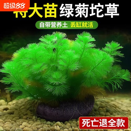 绿菊大坨水草鱼缸造景好养增氧