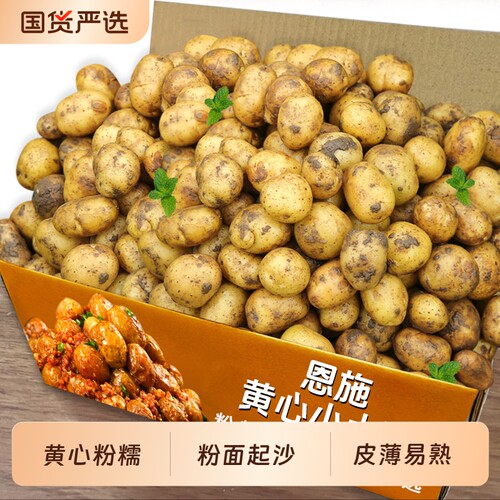 恩施黄心小土豆高山土壤现挖洋芋迷你马铃薯2026新鲜小土豆5斤