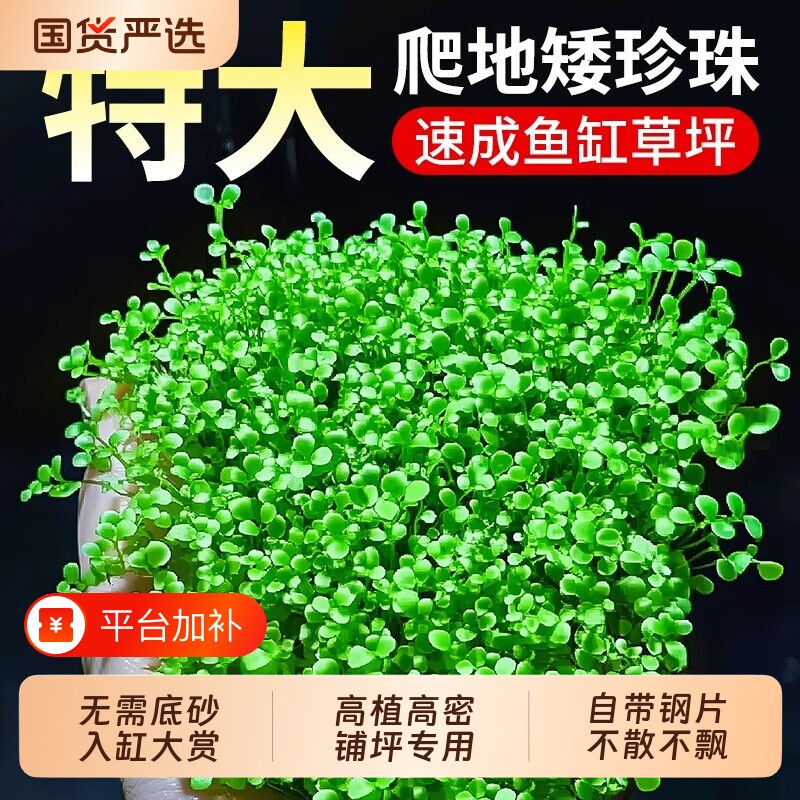 爬地矮珍珠水草片盒日本趴地植物鱼缸水草造景专用无菌迷你矮网片