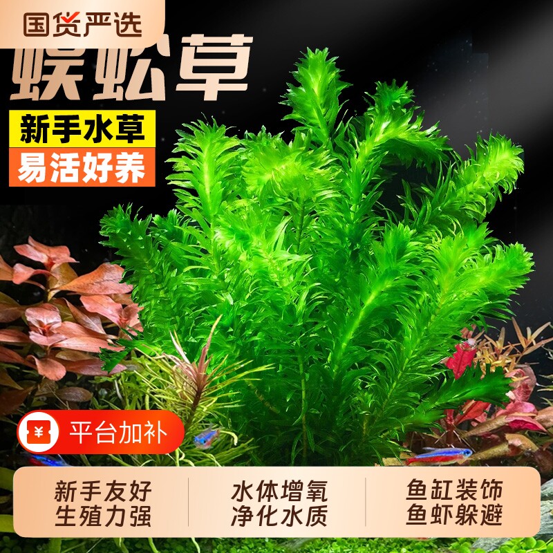 蜈蚣草绿菊浮萍水草新手阴性有茎类后景鱼缸装饰植物增氧净化水质