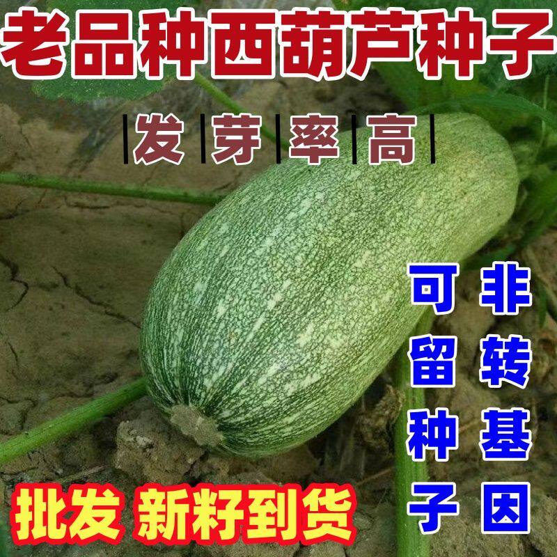 老品种西葫芦种子一节五个瓜高产四季春季西葫芦子春夏秋季蔬菜种