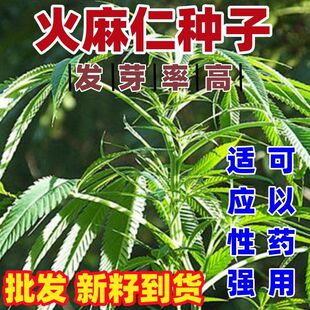 火麻仁种子野生中草药植物线麻胡麻野麻山丝苗散装南北方栽培易活