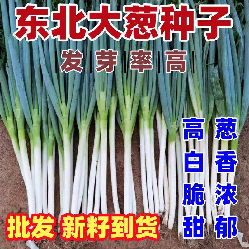 东北大葱种子大葱籽蔬菜种子简单易种家庭小院种植秋季耐高温