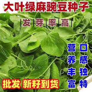 土培大叶绿麻豌豆苗种子大叶绿麻豌豆种子盆栽阳台种植论斤卖