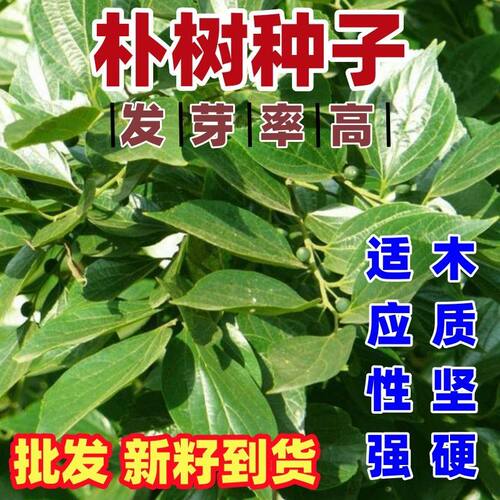 新采小叶朴树种子 大叶朴树 沙朴净种子 珊瑚朴 红皮朴树籽