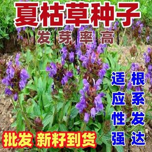 夏枯草种子新籽按斤卖中药材白毛夏枯草种籽子四季庭院种植籽