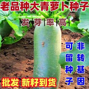 老品种大青萝卜种子甜脆种籽露头青萝卜种籽蔬菜种子清脆多汁好吃