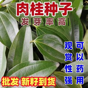 肉桂种子桂皮树苗种子树广东广西桂皮树苗桂核包邮