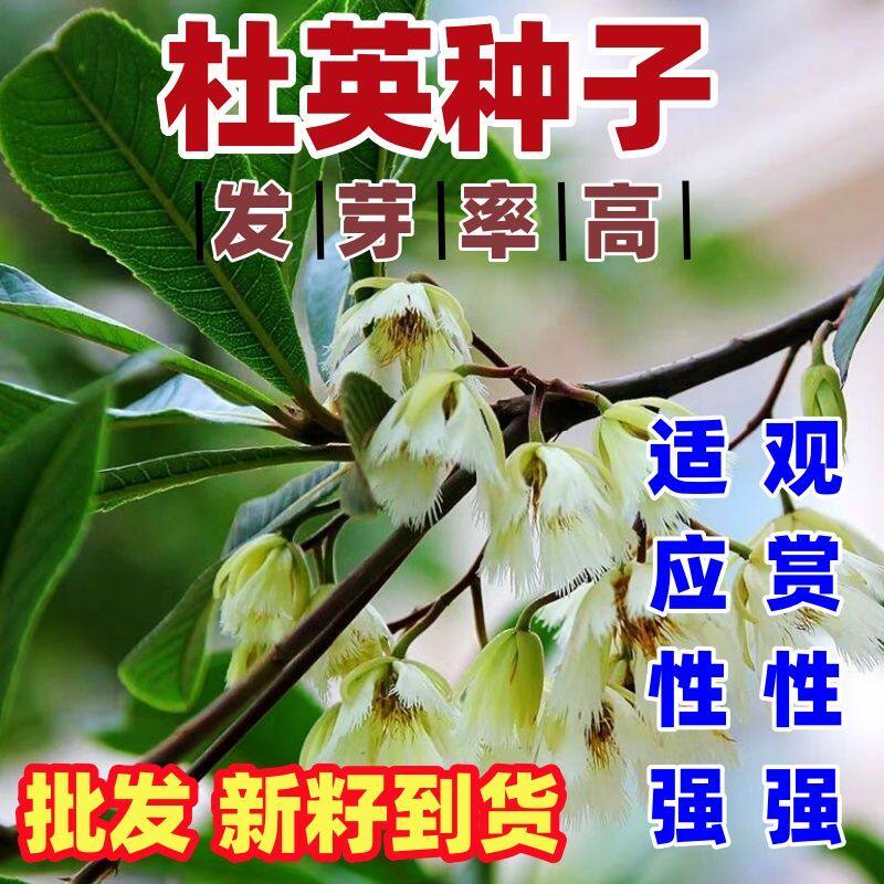 杜英种子假杨梅梅擦饭青果野橄榄胆八树橄榄缘瓣杜英树苗用种籽