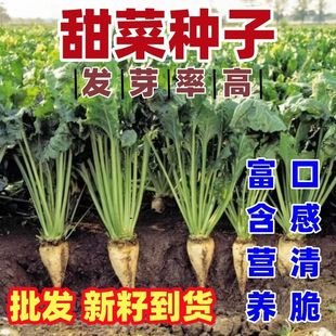 甜菜种子白色根甜菜种籽食用甜味糖菜头籽抗病高产田菜种子