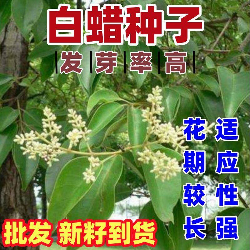 白蜡树种子 园林绿化苗木种子 白腊种子白蜡树 销售各种苗木种球