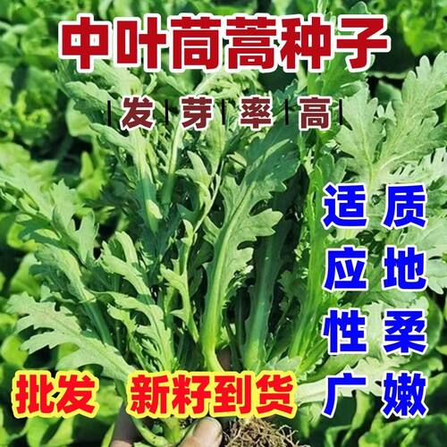 中叶茼蒿种菜种子大田用