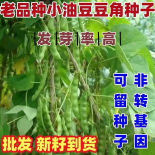 老品种油豆角种子小油豆角籽绿油豆角籽简单架油豆角籽好吃无丝