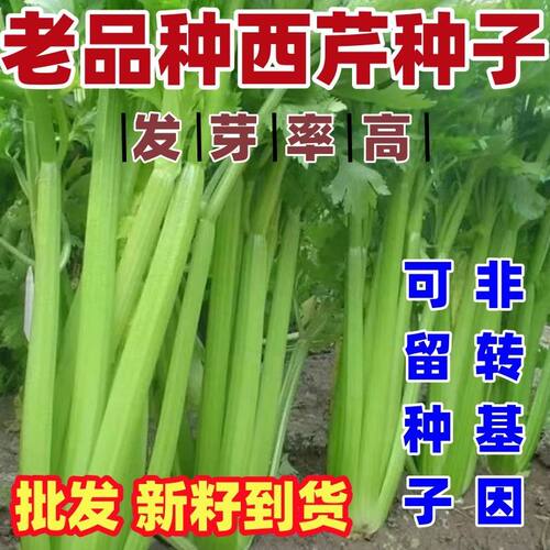 老品种西芹种子百威芹菜