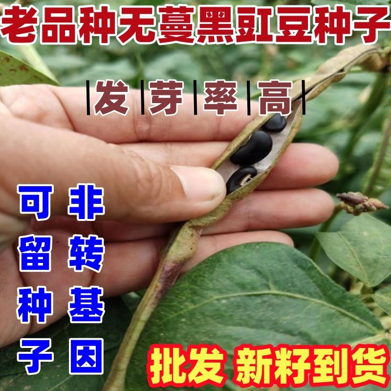 老品种无蔓黑豇豆种子包图片