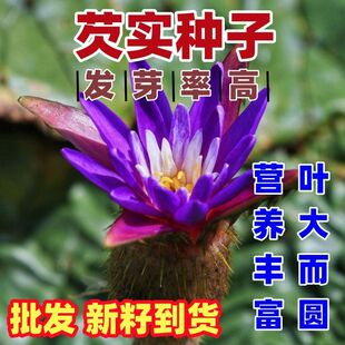 芡实种籽鸡头米鸡头果种子苏芡欠实苗茨实鸡头莲梗好吃好种大颗粒