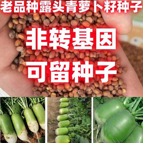 老品种露头青萝卜子大籽高
