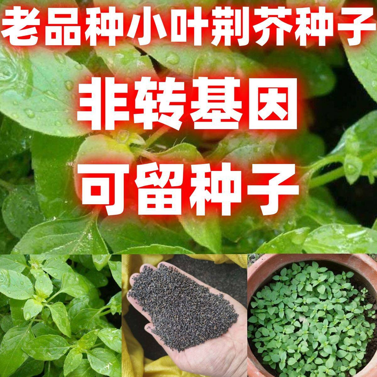 河南老品种小叶荆芥四季播种种子