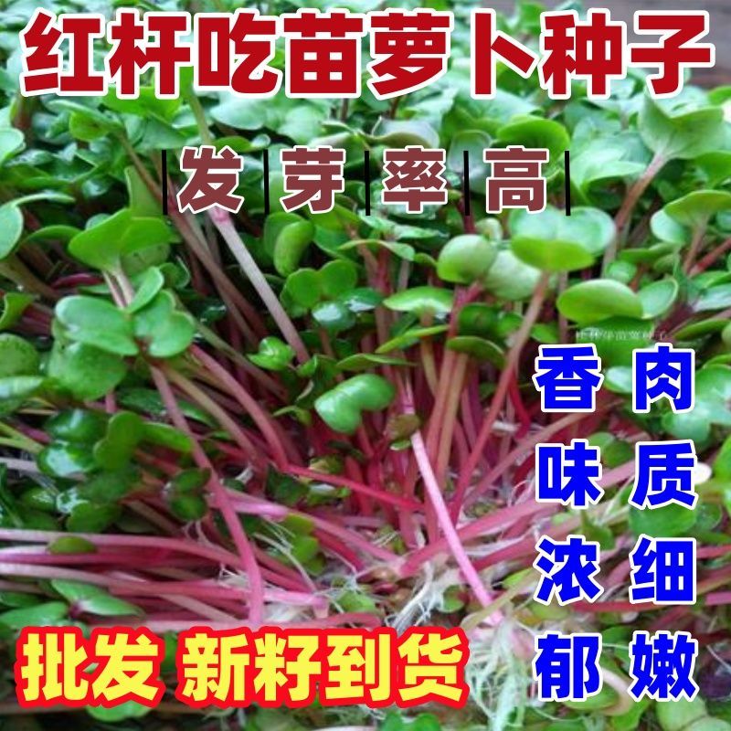 红杆吃苗萝卜种子新籽到