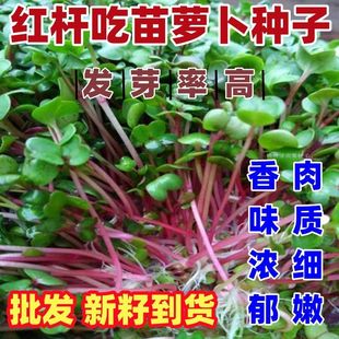 红杆吃苗萝卜种子新籽到货按斤销售阳台盆栽农作物种子水培吃芽