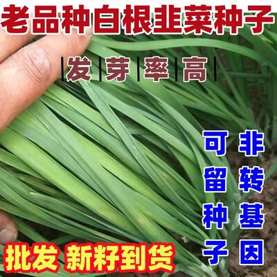 老品种白根韭菜种子高产宽叶韭菜种籽四季高产农家当季冬季新鲜