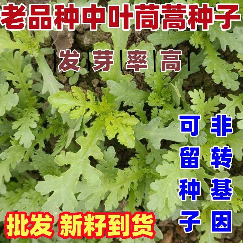 老品种中叶茼蒿种子大叶蒿菜子耐热阳台盆栽蔬菜籽叶高杆蔬菜种