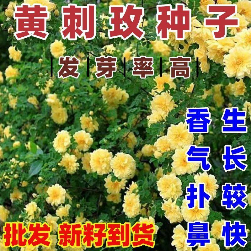 黄刺玫种子简单易种四季种园林道路绿化庭院篱笆花卉草花种花籽
