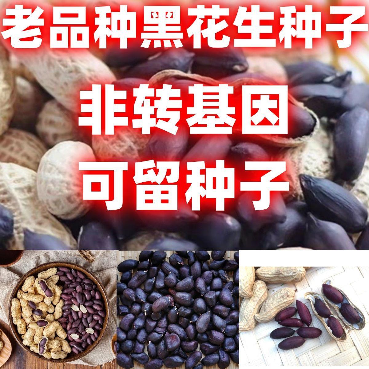老品种黑花生籽子散装论斤图片