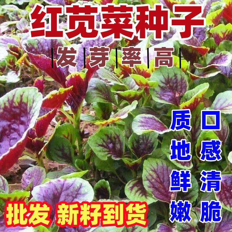 红苋菜种子包邮按斤销售红圆叶四季种植播田园庭院菜蔬菜种子