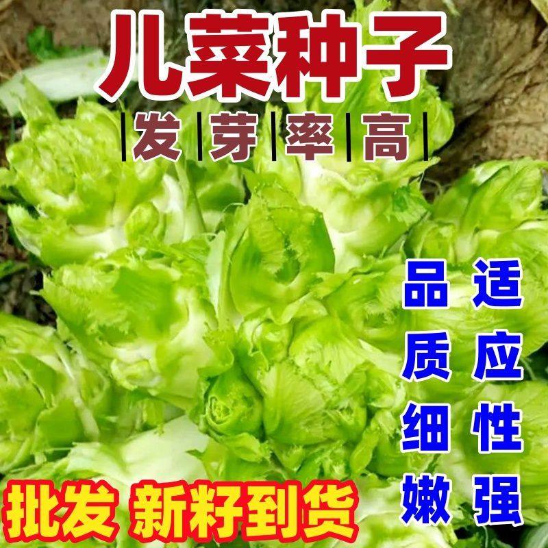 儿菜种子脆嫩抱子芥耳菜抱儿菜种籽秋播耐寒农家菜园庭院蔬菜种孑,鲜花速递/花卉仿真/绿植园艺,家庭园艺种子,淘宝优惠券,粉丝福利购,淘宝优惠卷