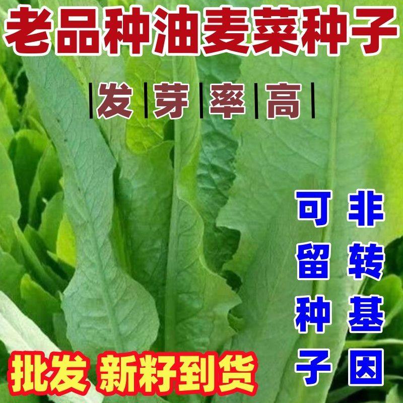 老品种油麦菜种子春秋四季播种青菜阳台盆栽田园高产红叶油麦菜,鲜花速递/花卉仿真/绿植园艺,家庭园艺种子,淘宝优惠券,粉丝福利购,淘宝优惠卷